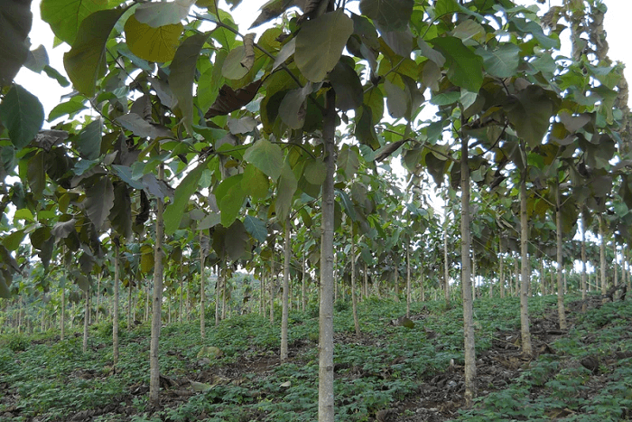 A tree plantation - part of the Nicaforest Reforestation prorgam that The Letting Game supports with our Carbon Offsetting.